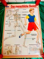 Lehrreiches Biologie Poster ❤️ Menschliche Skelett ❤️ schulanfang Berlin - Zehlendorf Vorschau