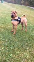 Wachhund Sharpei Baden-Württemberg - Limbach Vorschau