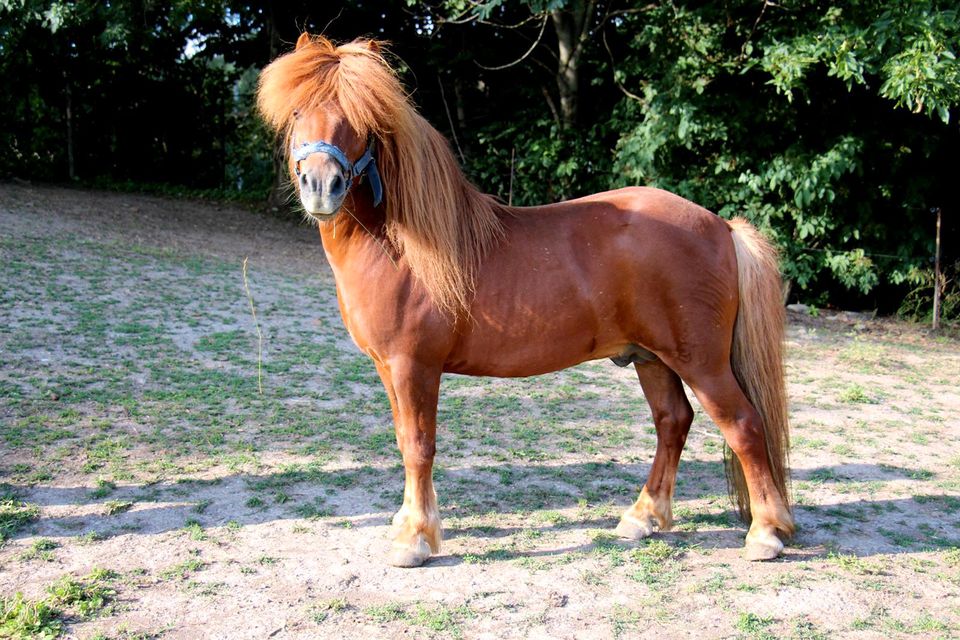 Shetlandpony Hengstfohlen Shetty Fuchs 05/23 in Meerane