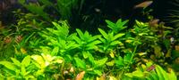 ☘️Staurogyne repens, Wasserpflanze, Aquariumpflanze / 3€* Rheinland-Pfalz - Minfeld Vorschau