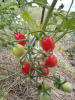 Datterino Tomatensamen Bio - italienische Sorte | samenfest München - Altstadt-Lehel Vorschau