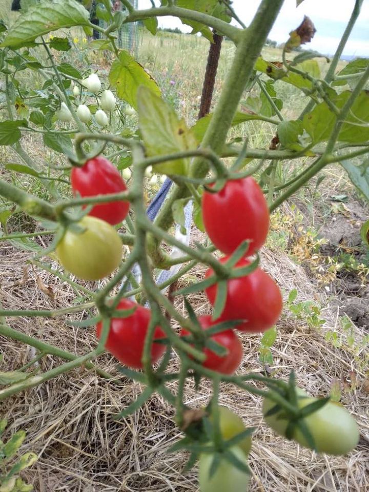 Datterino Tomatensamen Bio - italienische Sorte | samenfest in München