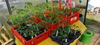 Tomatenpflanzen 13 verschiedene Sorten Bayern - Ruhpolding Vorschau