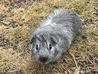 Cuy Riesenmeerschweinchen Bock Mecklenburg-Vorpommern - Klein Bünzow Vorschau