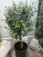 alter Ölbaum, Olea Europaea, knorriger Olivenbaum 40 Jahre alt Rheinland-Pfalz - Lingenfeld Vorschau