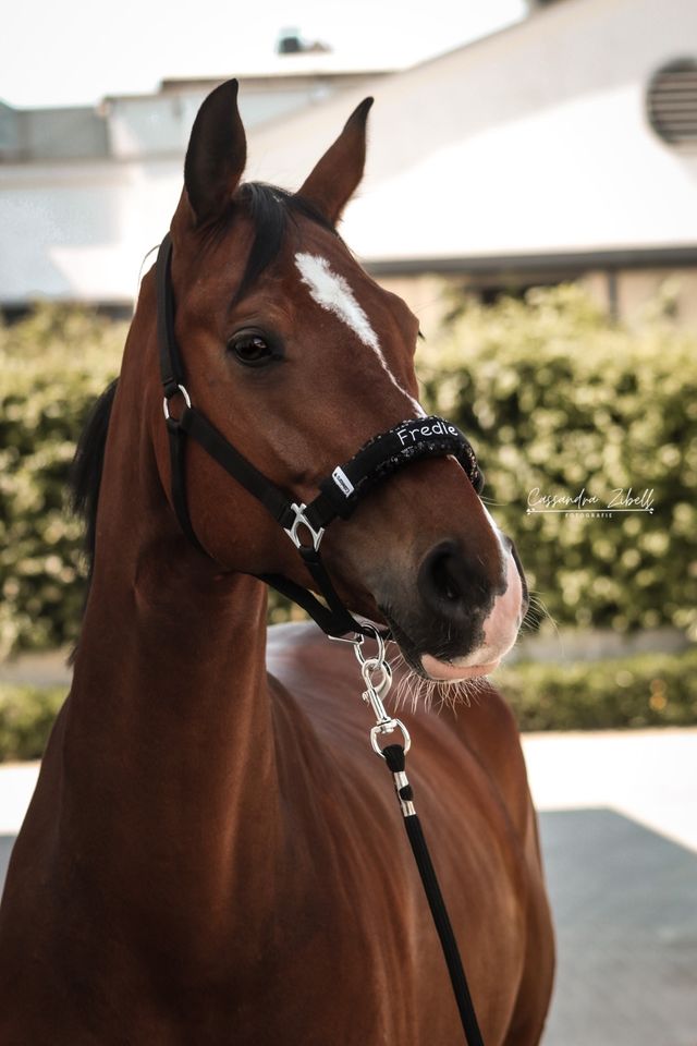 Noseband mit Pferdename, Halfter, Trense Geschenk Reitbeteiligung in Viersen