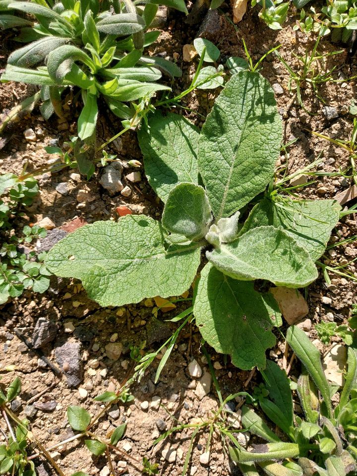 Gelbe Königskerze (Verbascum) Jungpflanzen in Neresheim