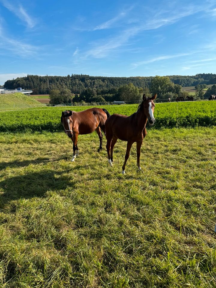 Holsteiner Jährlings Stutfohlen 2/23 in Lauterbach (Hessen)