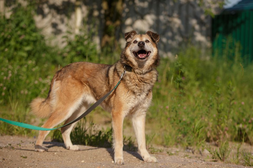 Baikal, ein kluger, gutmütig und ruhiger erwachsener Hundesenior in Burrweiler