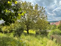 Holz Walnuss fette Äste Am Ohmberg - Bischofferode Vorschau