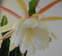 Kaktus mit großen weißen Blüten Bayern - Diedorf Vorschau