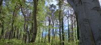 SUCHEN s.günstig kl.Häuschen/Bungalow m. Garten zur Miete o. MK Mecklenburg-Vorpommern - Loddin Vorschau