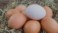 Eier von freilaufenden Hühnern (inklusive Lieferung) Bayern - Freising Vorschau