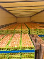 Frische Eier zu verkaufen Nordrhein-Westfalen - Morsbach Vorschau