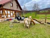 Picknick Alpaka Fütterung Besuch bei den Tieren Freizeit Kaffee Thüringen - Rustenfelde Vorschau