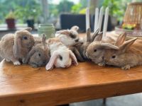 Süße  Zwergwidder! (Hase,Minilop,Kaninchen) Nordrhein-Westfalen - Kerpen Vorschau