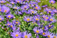 Raublatt Aster violett Staude mehrjährig getopft Sachsen - Striegistal Vorschau