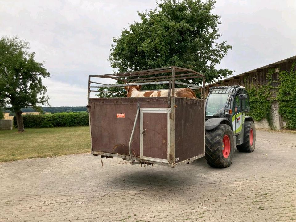 Transportbox für Rinder in Unterschwaningen