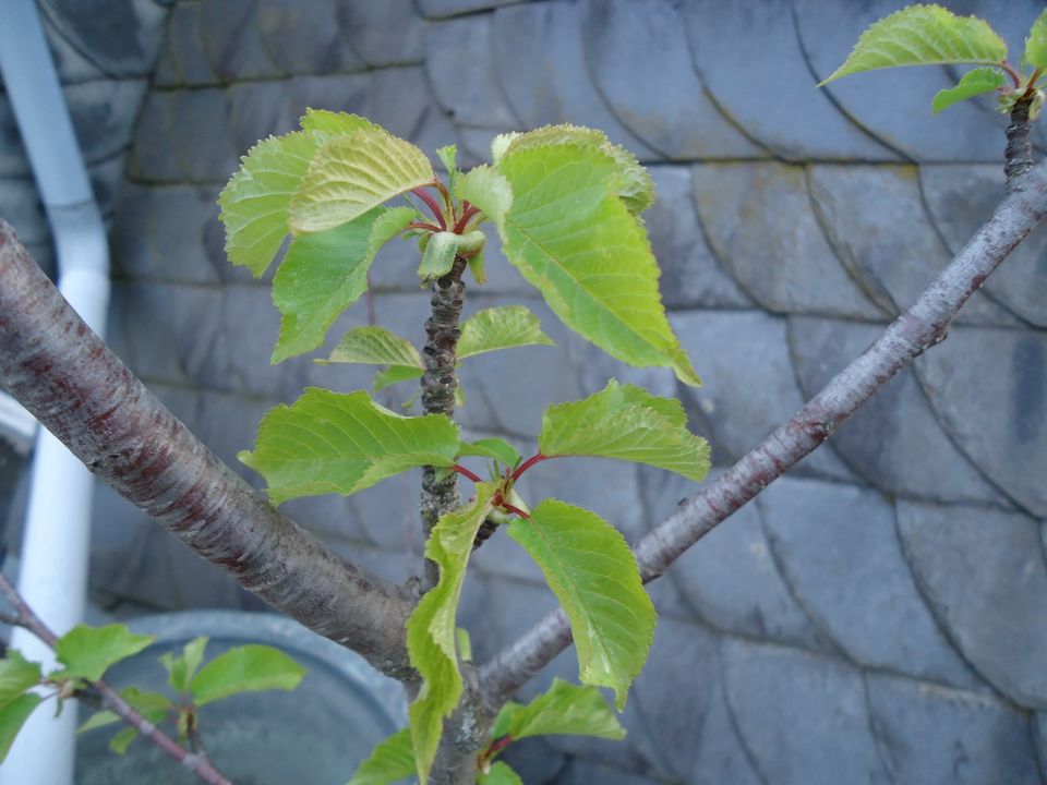 Süßkirsche Vogel-Kirsche Prunus avium Obstbaum 2,50 m hoch in Frankfurt am Main