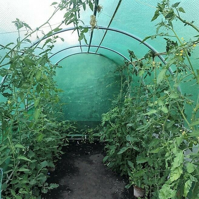 2x3m 2x3,5m 2,5x4 3x6m 3x10m Gewächshaus Folienzelt !!!AKTION!!!! Folientunnel Tomatenhaus Tomatenzelt in Berlin