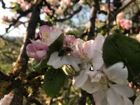 Vitale Bienenvölker, DNM, 2-zargig zu verkaufen, Hessen - Allendorf Vorschau