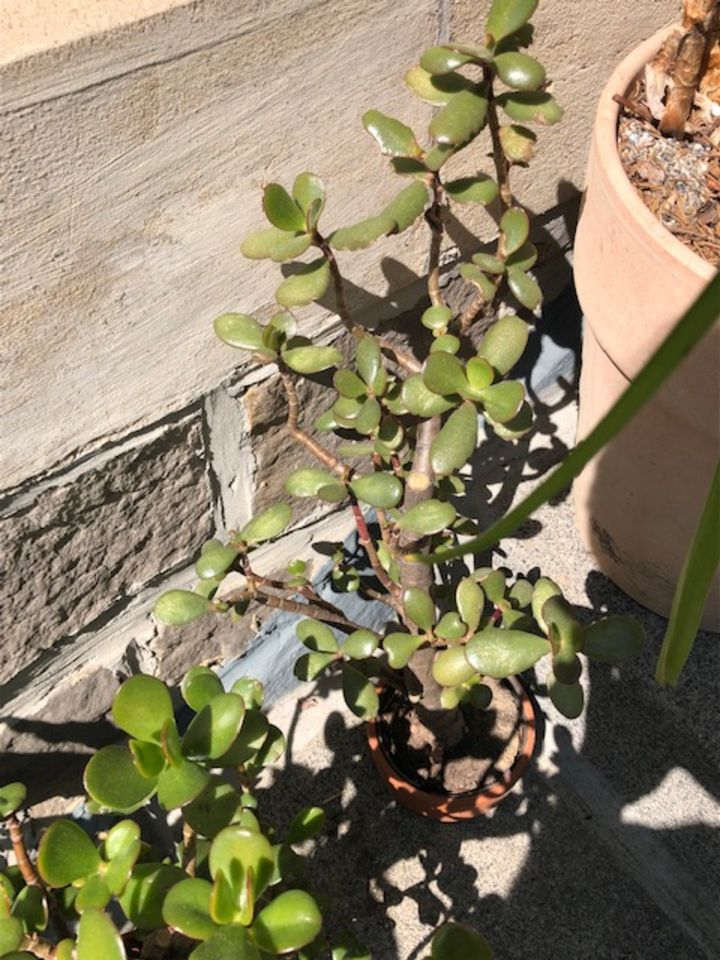 Geldbaum, Pfennigsbaum, Crassula ovata, 40 cm in Kassel