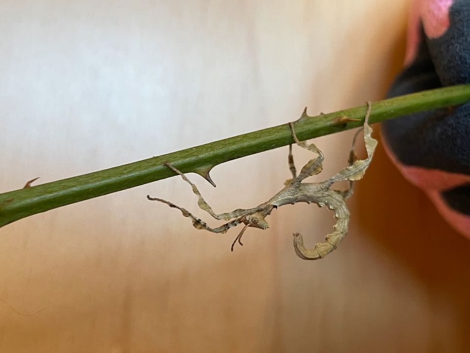 Gespenstschrecke Extatosoma tiaratum lichen Eier und Jungtiere in Baden-Baden