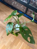 Monstera Adansonii “Mint“ Steckling München - Pasing-Obermenzing Vorschau
