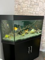 Aquarium Juwel 350 l zu verkaufen Nordrhein-Westfalen - Rheda-Wiedenbrück Vorschau