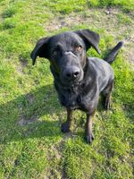 Sirius sucht seine Familie (Labrador Schäferhund) Sachsen-Anhalt - Zahna Vorschau