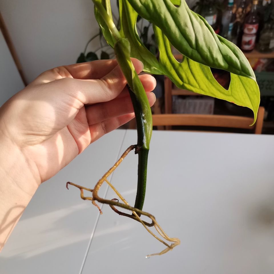 Monstera esqueleto - Ableger in Osnabrück