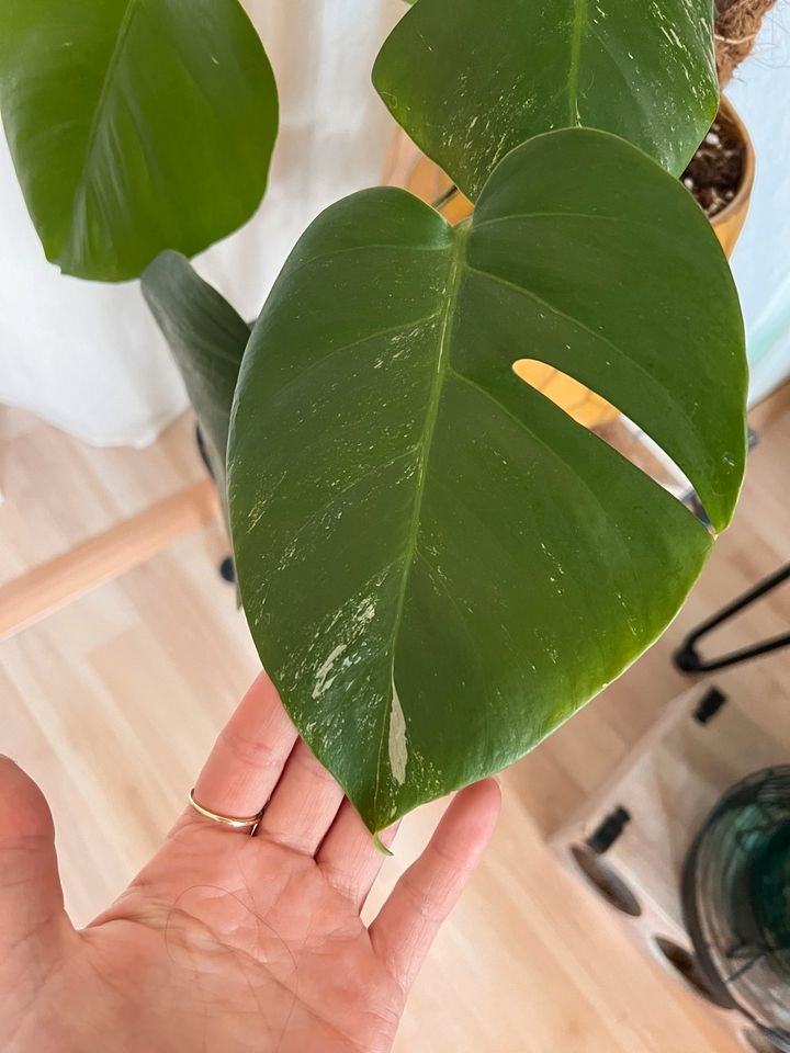 Monstera Variegata in Flöha 