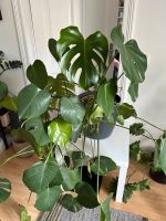 Monstera Pflanze mit Übertopf Berlin - Reinickendorf Vorschau