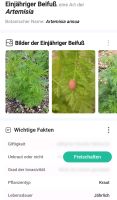 Suche # A3  Artemisia annua anamed (Einjährigen Beifuß) Nordrhein-Westfalen - Versmold Vorschau