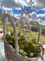 Steinpflanzen Sukkulenten Korb Blumen Geschenk Deko Hessen - Helsa Vorschau