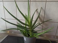 Echte Aloe Vera Barbadensis Miller sweet, essbar:einzige o. Aloin Rheinland-Pfalz - Haßloch Vorschau
