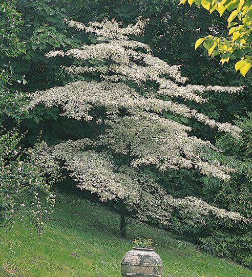 Weißbunter Pagoden-Hartriegel Cornus controversa 'Pinky Spot' in Simmerath