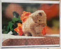 Katzenpuzzel gerahmt, Puzzel von einer Katze in einem Bilderr Nordrhein-Westfalen - Lichtenau Vorschau