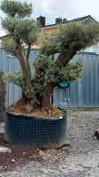 Oliven Bonsai 250-300 cm Bayern - Maxhütte-Haidhof Vorschau