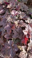 Absenker vom Purpurglöckchen  Heuchera micrantha 'Palace Purple' Sachsen - Radeburg Vorschau