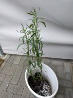 Sofort abholbereit  Estragon Pflanze(n) Brandenburg - Zossen-Waldstadt Vorschau