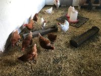 Legehennen Legehühner Hühner Nordrhein-Westfalen - Ahaus Vorschau