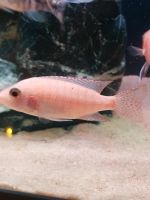 Malawi Aulonocara Fire Fish Weibchen Baden-Württemberg - Zaberfeld Vorschau