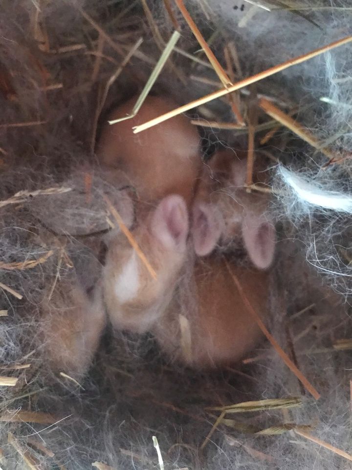 Schöne Kaninchen in Lauchheim