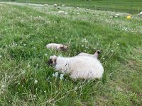 Heidschnucke/Shropshire Mix Weibchen Schafe Bayern - Maßbach Vorschau
