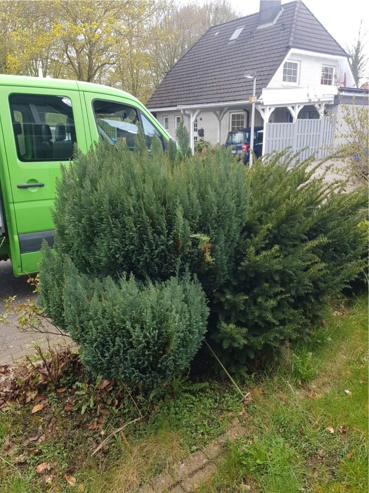 Gartenarbeit-Gartenpflege-Gärtner-Hausmeisterservice-Steuerfrei in Delmenhorst