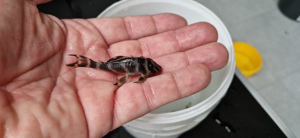 Schokoladen-Zebrawels - L270, Jungtiere in Langerringen