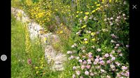 Wärmeliebender Saum Saatgut Rieger Hoffmann 100% Blumen Bayern - Burgheim Vorschau