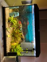 Aquarium / Juwel Aquarium Nordrhein-Westfalen - Kamp-Lintfort Vorschau