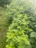 Himbeeren zu verkaufen Niedersachsen - Peine Vorschau